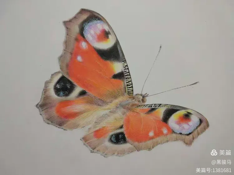 孔雀蛱蝶—独一无二的美丽图案